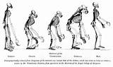Pictures of Theory Of Evolution Of Humans