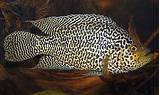Photos of Jaguar Fish For Sale