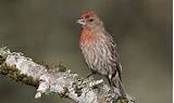 Images of Cornell House Finch
