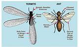 Termite And Ant Control