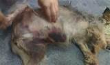 Images of Rat Poison Symptoms