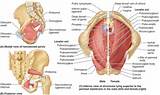 Photos of Innervation Of Pelvic Floor Muscles