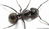 Images of White Ants Vs Black Ants