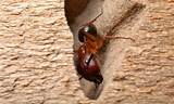 Diatomaceous Earth Carpenter Ant Control Photos