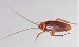 Cockroach Facts Pictures