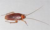 Images of Light Brown Cockroach
