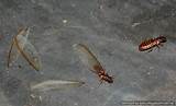 Termite Like Insects Pictures
