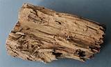 Termite Bois