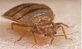 Pictures of Bed Bug Exterminator Fort Worth