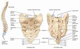 Pictures of Bruised Vertebrae Treatment