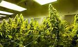 How To Grow Marijuana Plant At Home