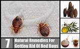 Pictures of How To Get Rid Of Bed Bugs Early Stages