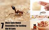 Getting Rid Of Fire Ants In The House Pictures