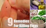 Cheap Home Remedies For Fleas Pictures