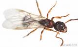 Photos of Flying Carpenter Ants