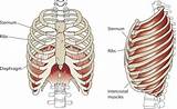 Images of Diaphragm Muscle Exercise