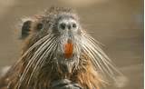 Pictures of What Is A Nutria Rat