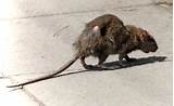 Rat Species Photos