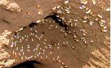 Images of Wood Termites Uk