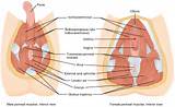 Pain In Pelvic Floor Muscles