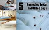 Simple Ways To Get Rid Of Bed Bugs Images