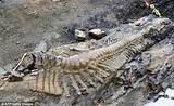 When Was The First Dinosaur Fossil Found Pictures