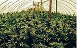What You Need To Grow Marijuana Indoors Photos