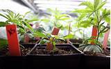 Photos of Growing Marijuana Indoors 101