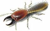 Pictures of Termite X