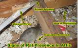 Using Rat Poison In Attic Photos