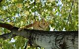 Climbing Cat Tree