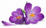 Images of Pics Of Violet Flowers