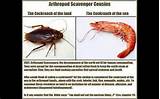 Cockroach And Shrimp Images
