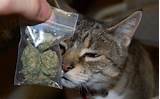 Pictures of Cat Marijuana