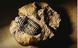 Pictures Of Fossils