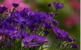 Pictures of Pics Of Violet Flowers