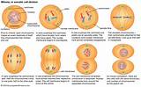 Photos of Does Cell Repair Occur During Interphase