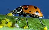 Images of Lady Bug Pest Control
