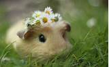 Photos of Is A Guinea Pig A Rodent