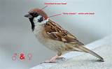 Images of House Sparrow Vs House Finch