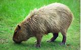 Photos of The Largest Rodent