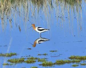 twin birds brent clark flickr