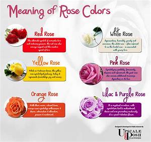 Rose Colours Meaning Images
