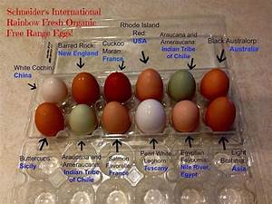 What Determines The Color Of A Chicken 39 S Egg Folay Top