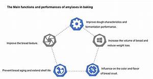 Application Of Amylases In Baking Industry Enzymes Angelyeast
