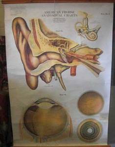 Ear Chart Antique Wall Charts