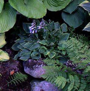 Hosta Abby Center Perfect Size For Lots Of Garden Opportunity Flower