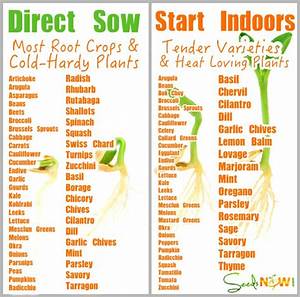 How Do I Know Which Seeds To Direct Sow And Which To Seeds To Start In