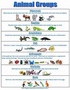 Super Subjects Super Science Life Science Animal Groups Animal