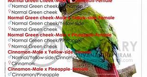 Green Cheek Conure Combination Results